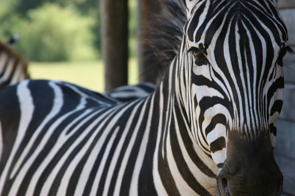 Greater Vancouver Zoo